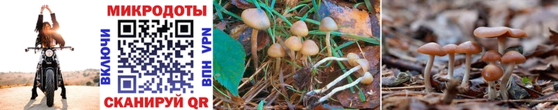 Псилоцибиновые грибы Psilocybe  Купить  Иланский 